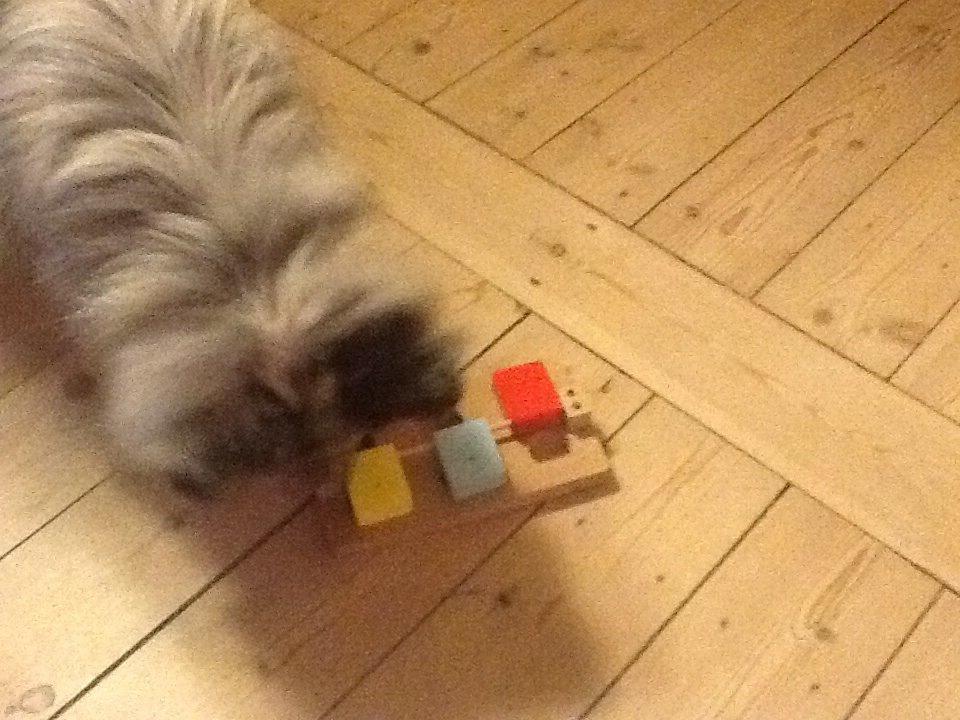 Shetland sheepdog Balto billede 31