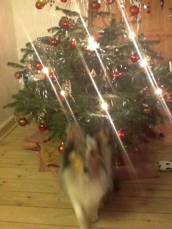 Shetland sheepdog Balto billede 32