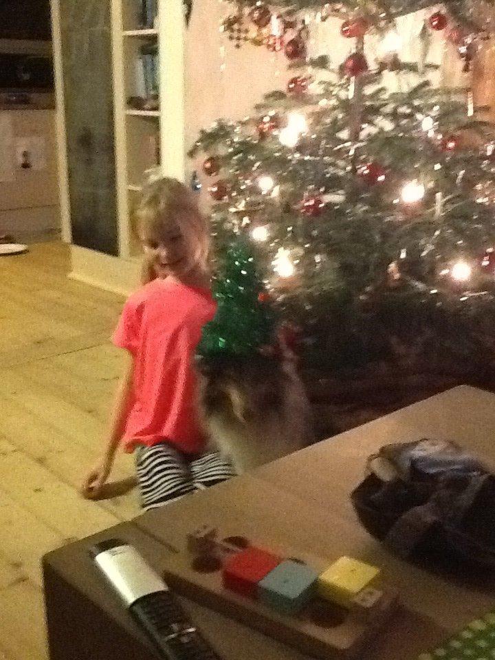 Shetland sheepdog Balto billede 33