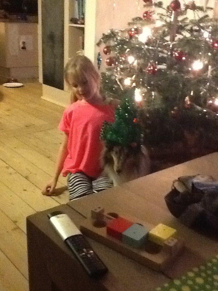 Shetland sheepdog Balto billede 34