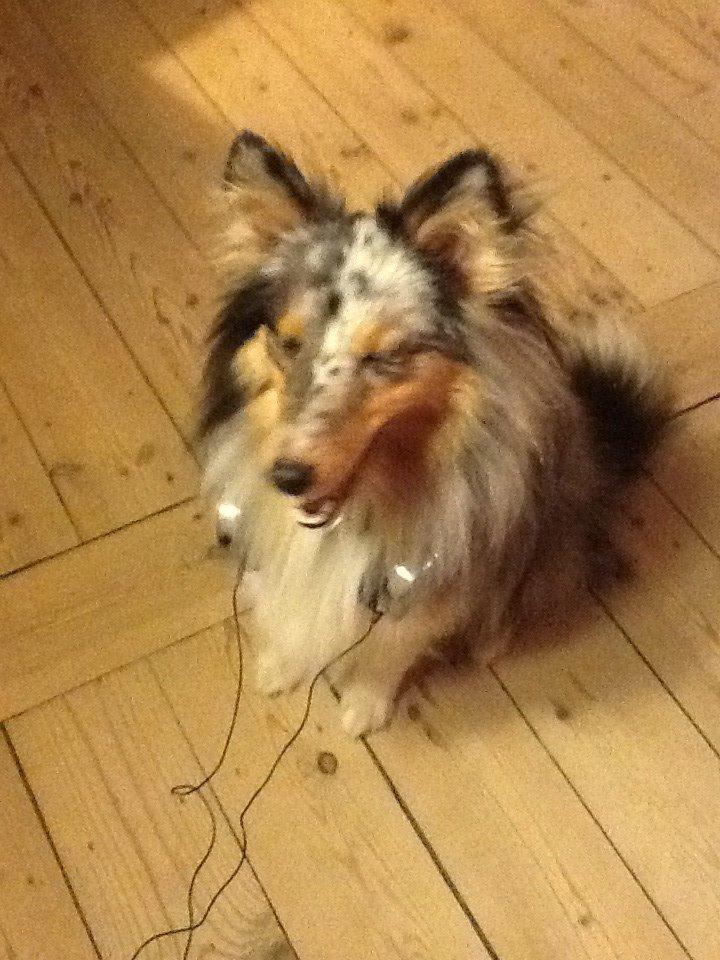 Shetland sheepdog Balto billede 35