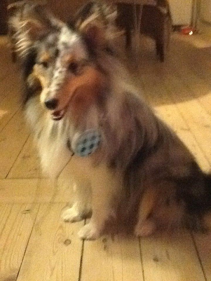 Shetland sheepdog Balto billede 36