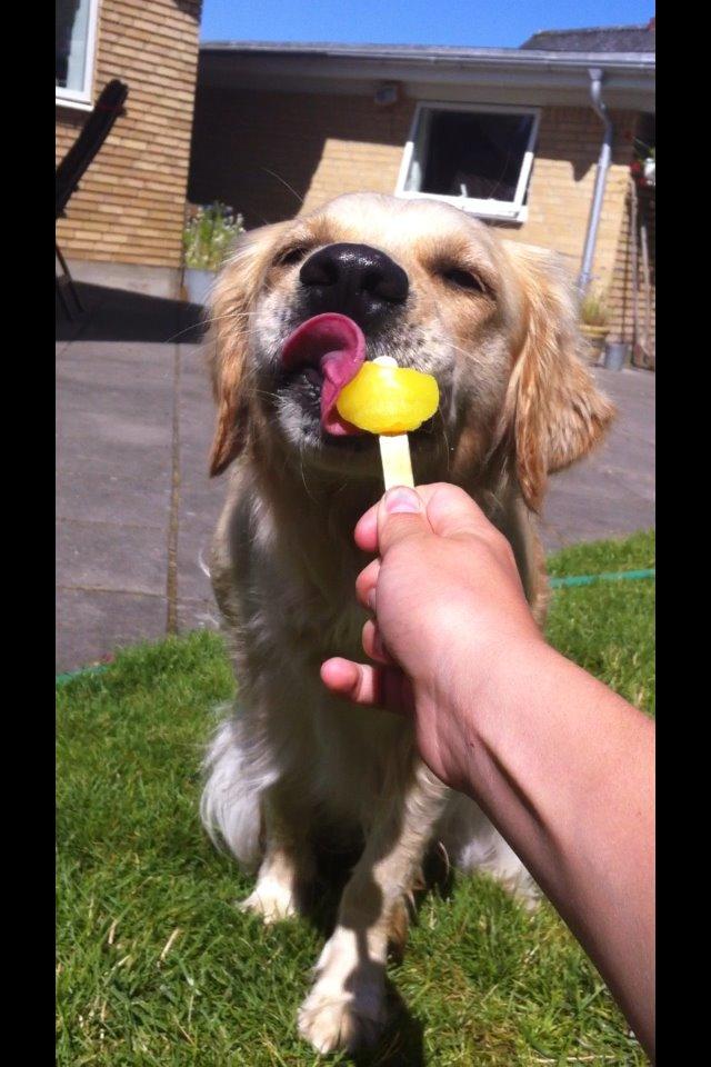 Golden retriever Karla billede 9