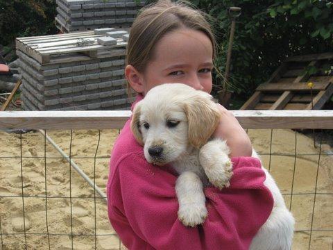 Golden retriever Karla - Da vi så hende for første gang<3 billede 10