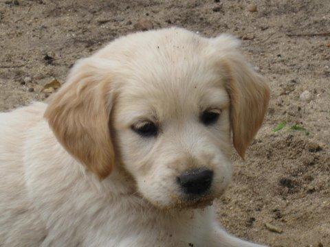 Golden retriever Karla - Da vi så hende for første gang<3 billede 6