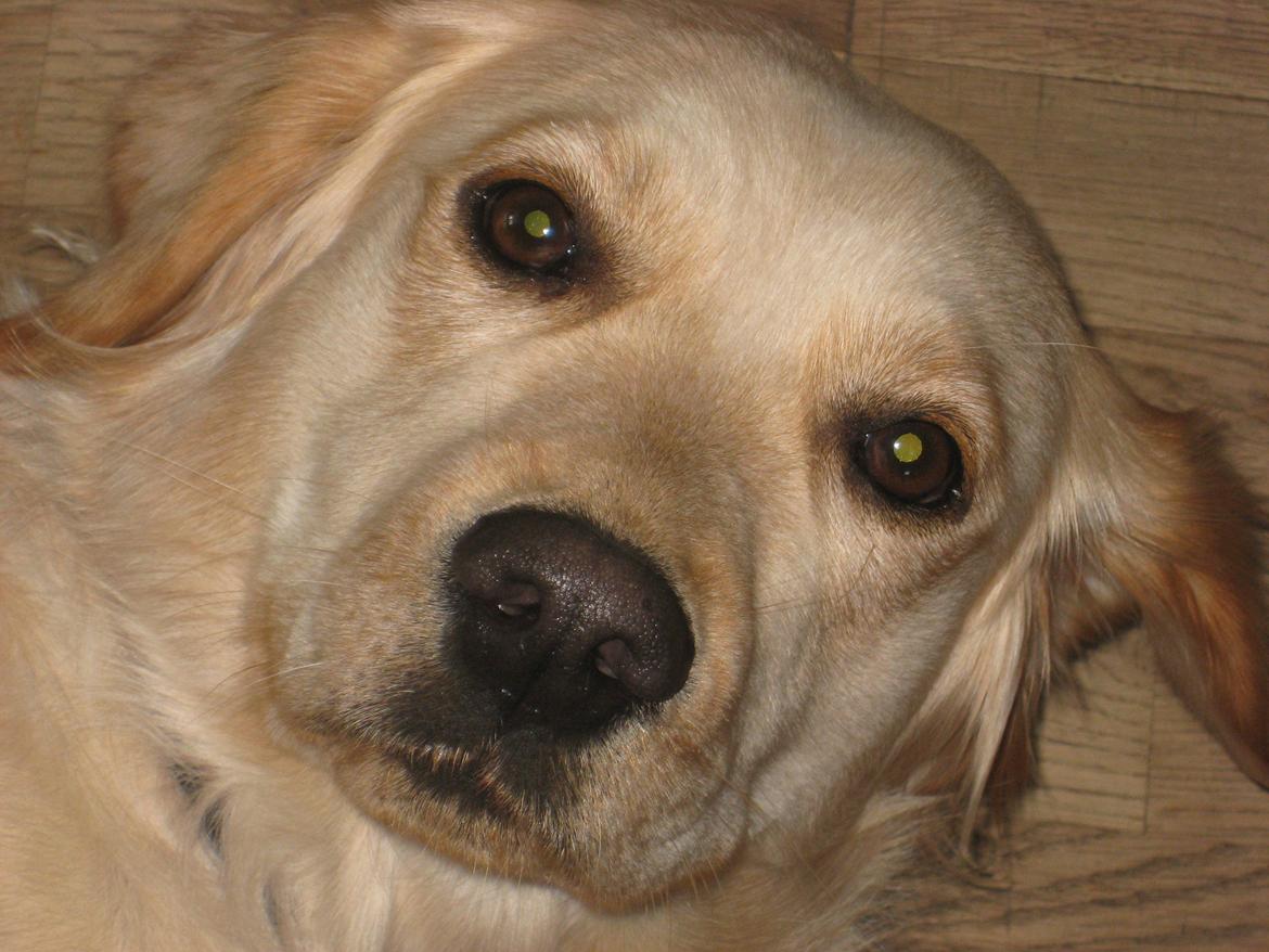 Golden retriever Karla - <3 billede 2