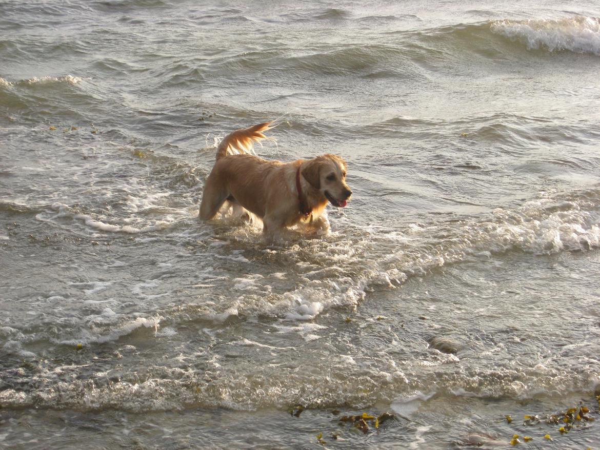 Golden retriever Karla - Ved vandet sidste sommers<3 billede 11