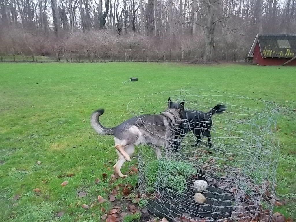Schæferhund Kuba - Man er vel en rigtig hanhund billede 17