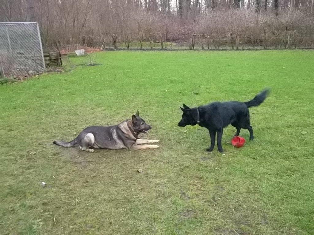 Schæferhund Kuba - Det er nu hårdt at være storebror billede 18