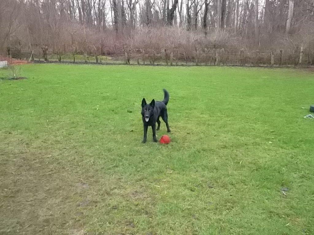 Schæferhund Luna billede 9