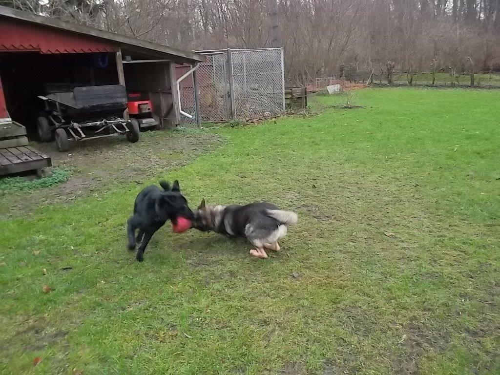 Schæferhund Luna billede 10