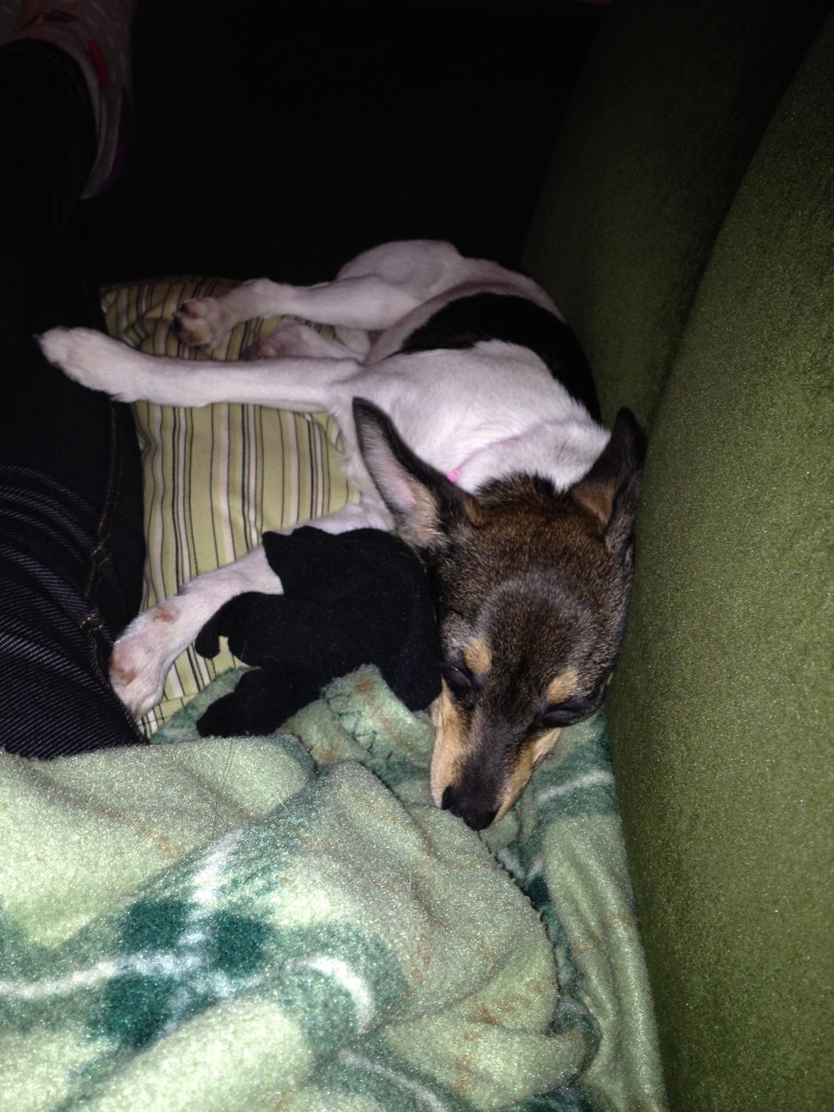 Blanding af racer Mille  billede 1