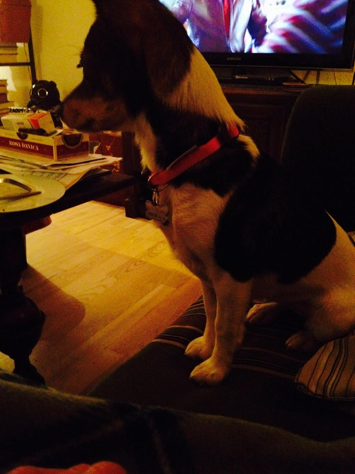 Blanding af racer Mille  billede 2