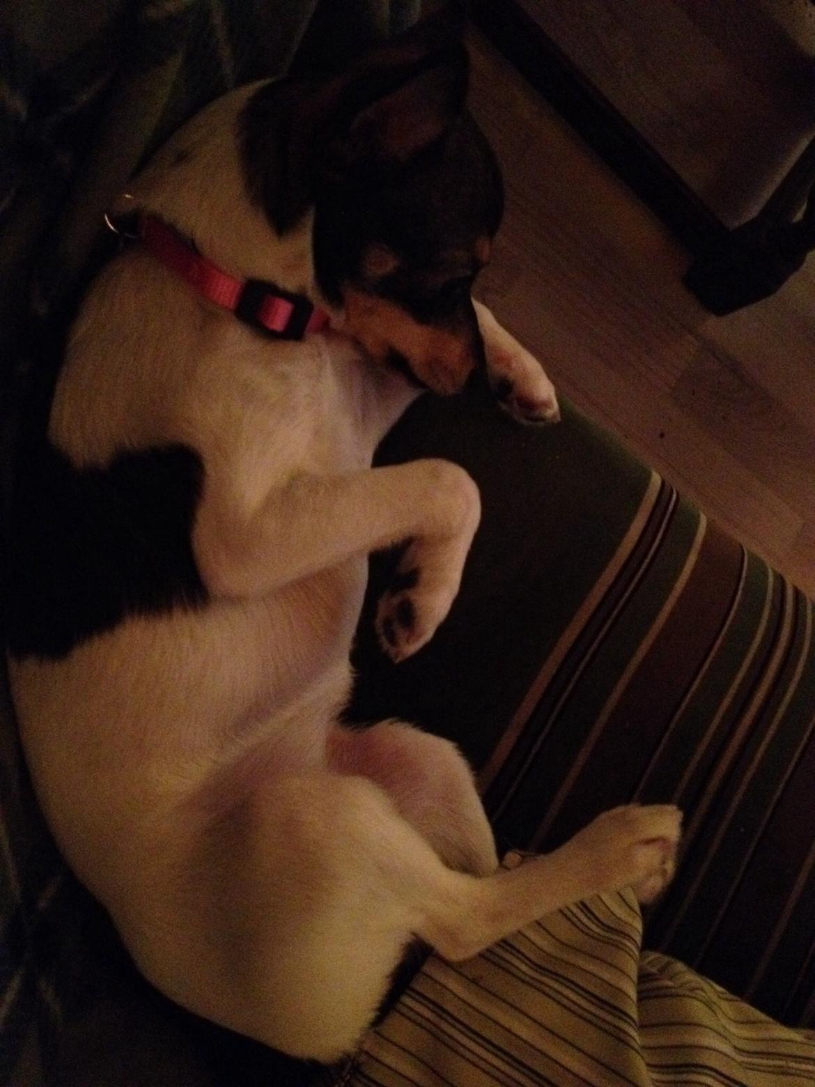 Blanding af racer Mille  billede 3