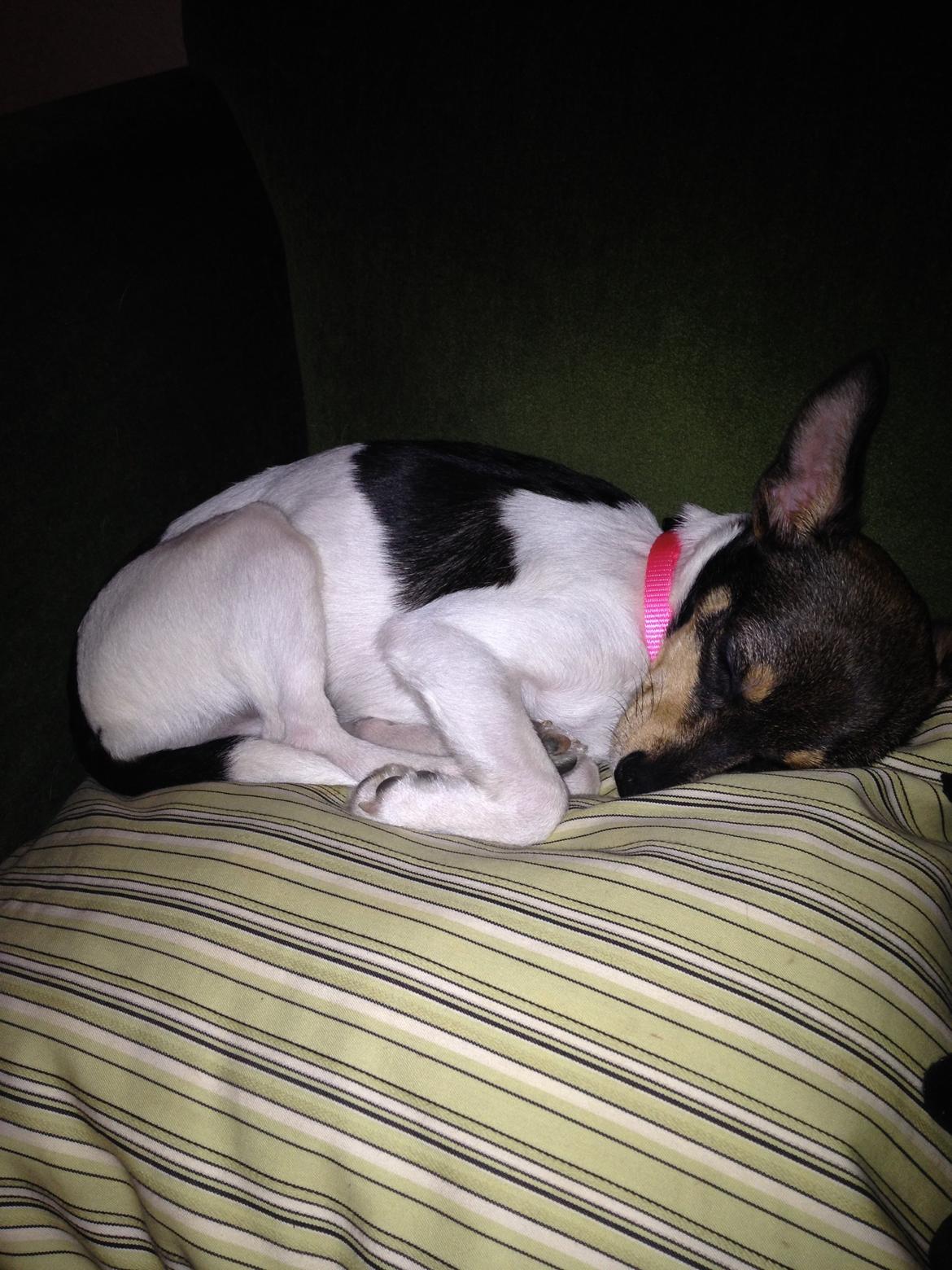 Blanding af racer Mille  billede 4