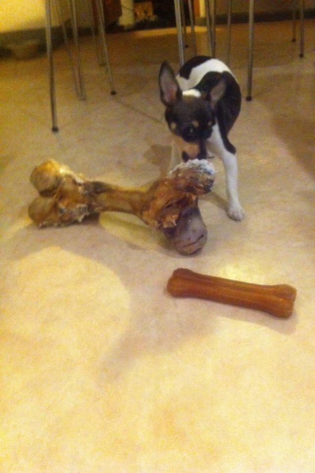 Blanding af racer Mille  billede 5