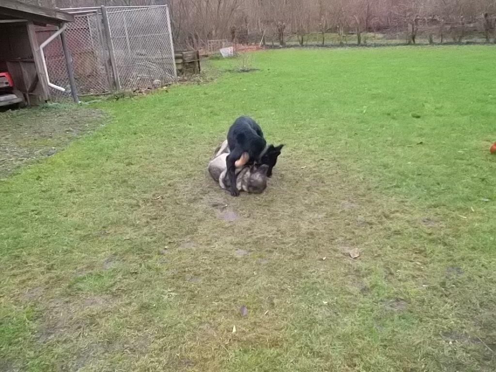 Schæferhund Luna billede 11