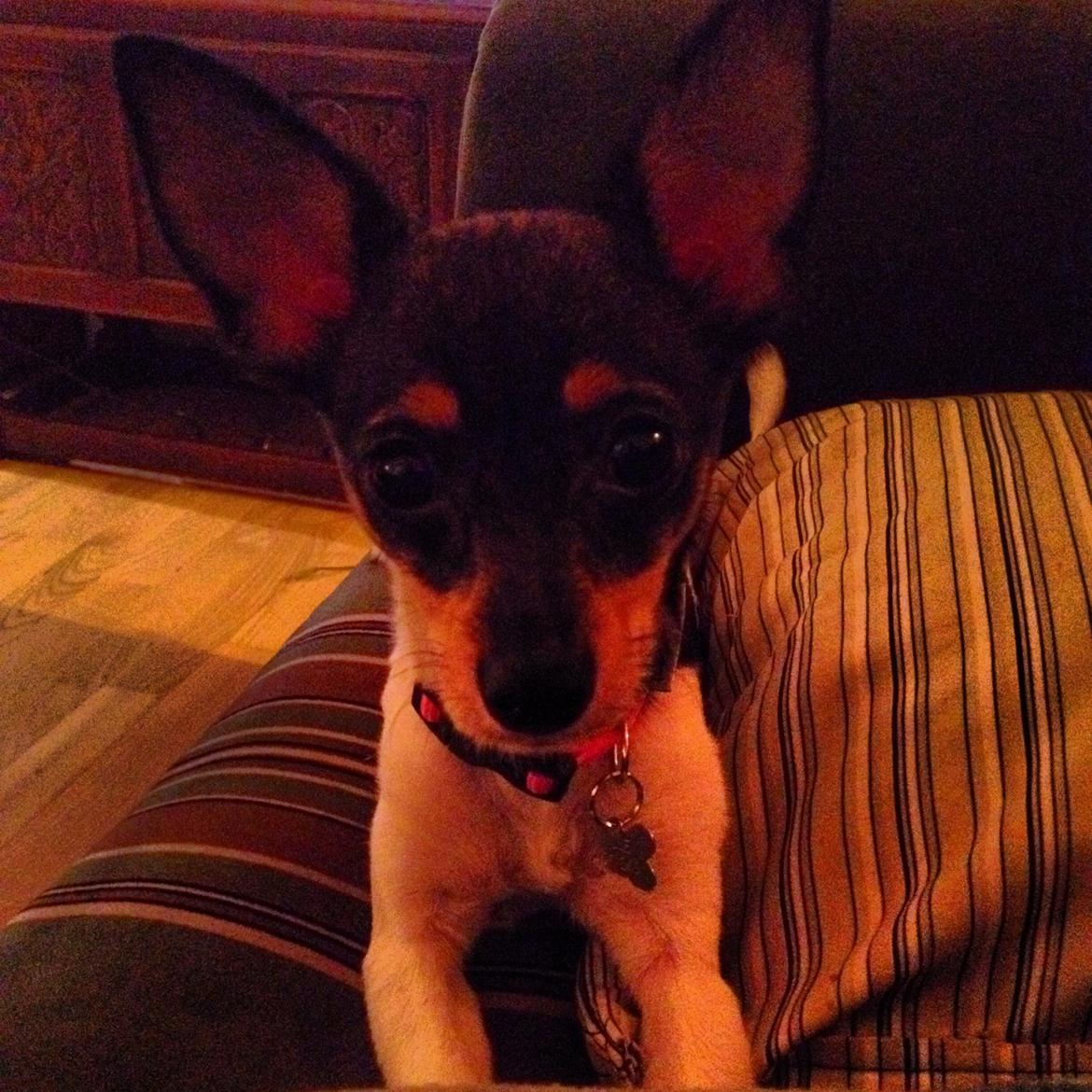 Blanding af racer Mille  billede 6