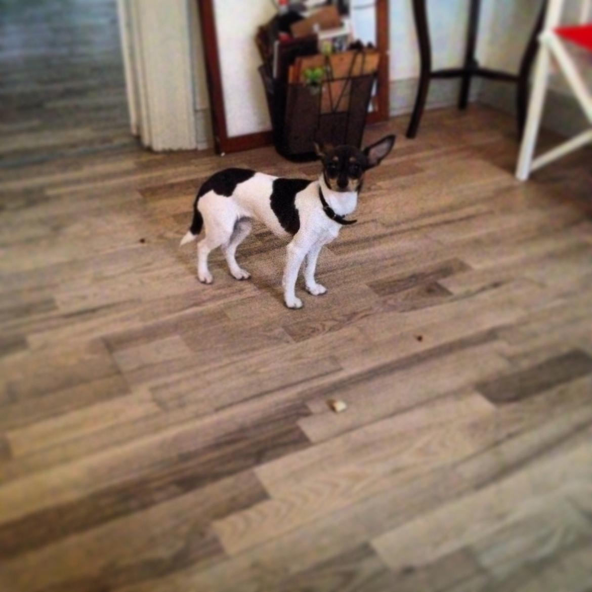 Blanding af racer Mille  billede 7