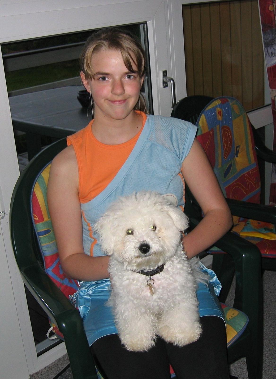 Bichon à poil frisé Max (Skovfryd Snow Max) - Taget kort til før jeg fandt ud af min far var syg billede 3