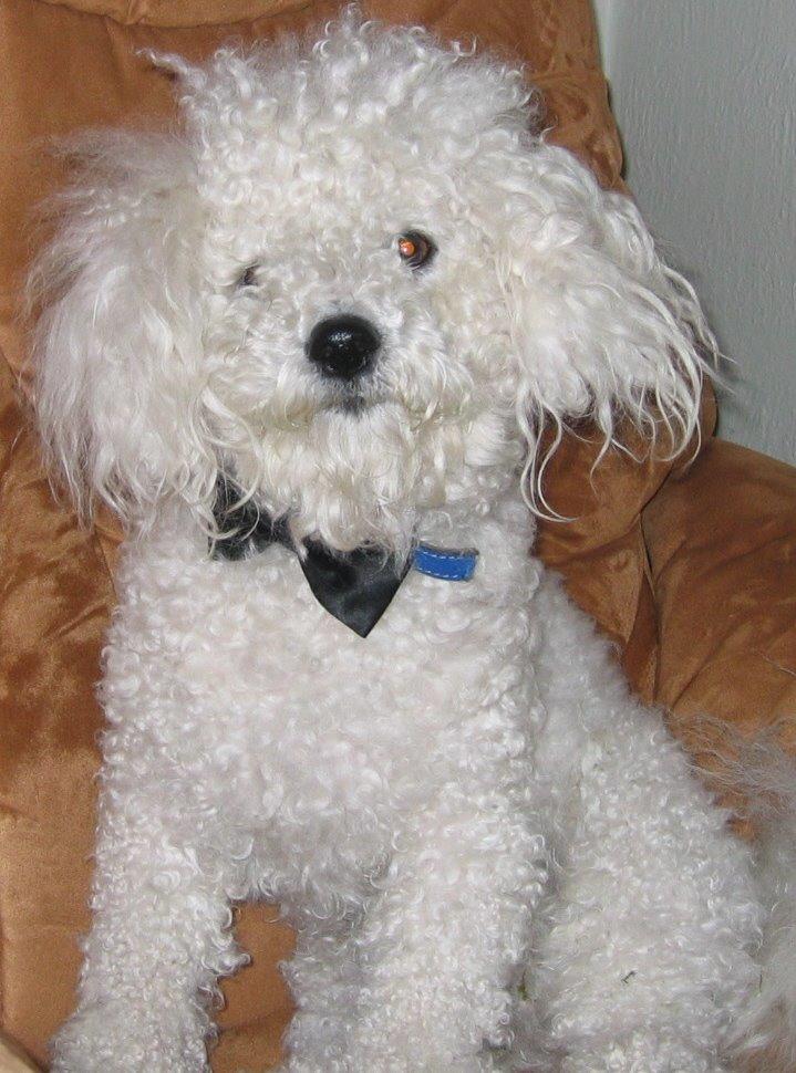 Bichon à poil frisé Max (Skovfryd Snow Max) - Max til min konfirmation billede 5