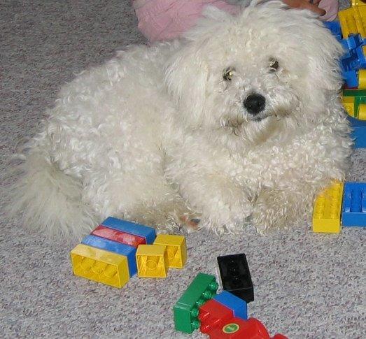 Bichon à poil frisé Max (Skovfryd Snow Max) billede 7