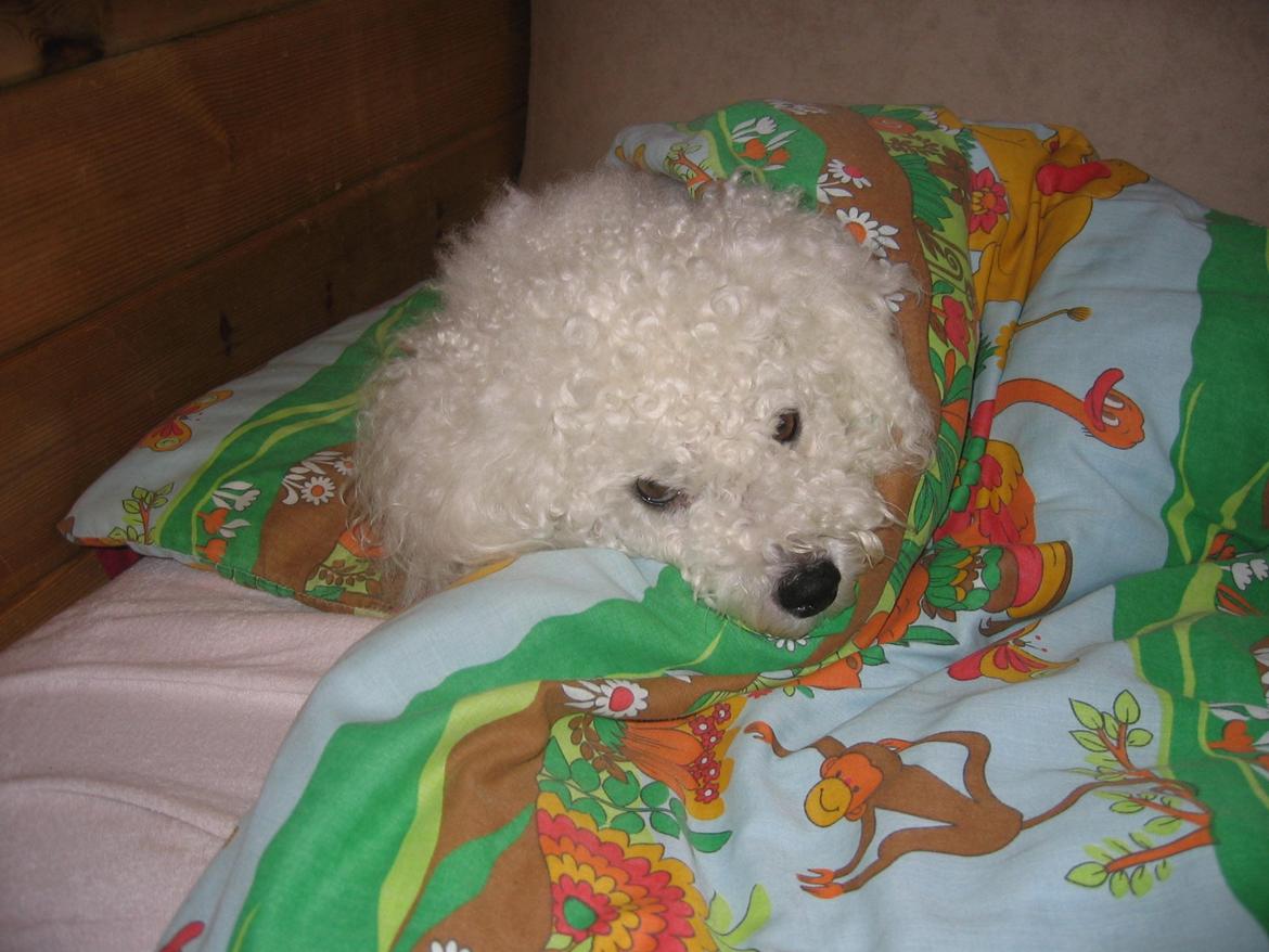 Bichon à poil frisé Max (Skovfryd Snow Max) - puttetrold billede 13