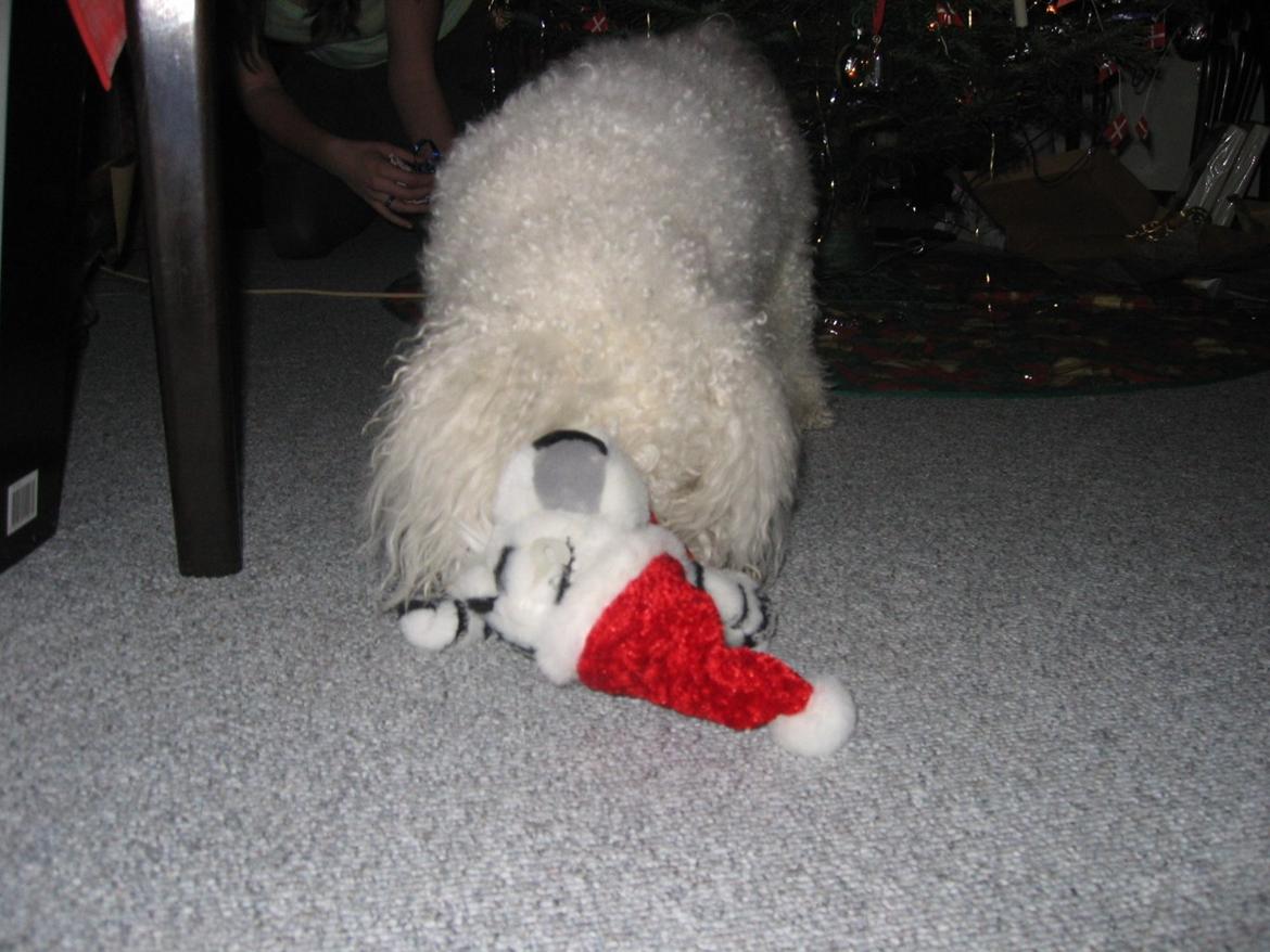 Bichon à poil frisé Max (Skovfryd Snow Max) billede 15