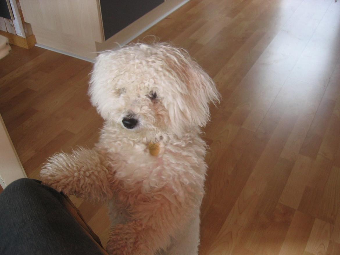 Bichon à poil frisé Max (Skovfryd Snow Max) billede 14