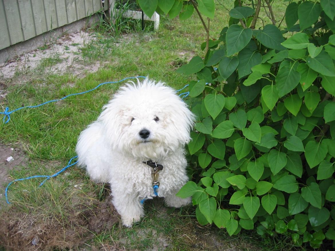 Bichon à poil frisé Max (Skovfryd Snow Max) - Max i sommerhuset billede 10