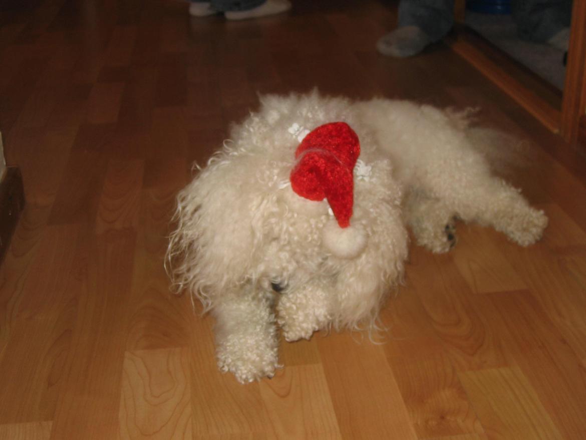 Bichon à poil frisé Max (Skovfryd Snow Max) billede 16