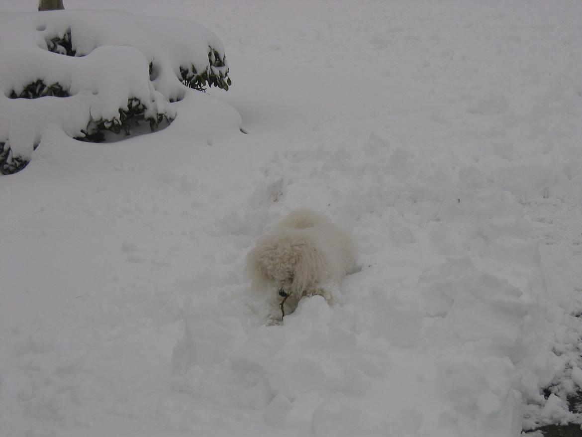 Bichon à poil frisé Max (Skovfryd Snow Max) billede 18