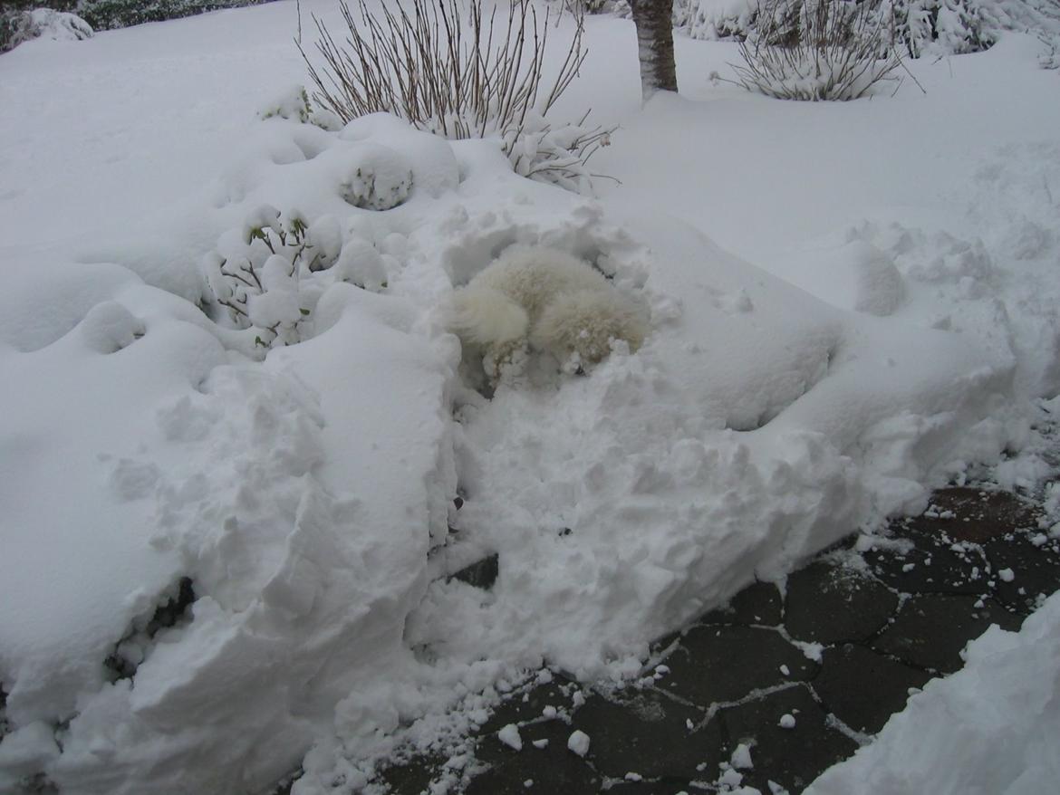 Bichon à poil frisé Max (Skovfryd Snow Max) billede 19