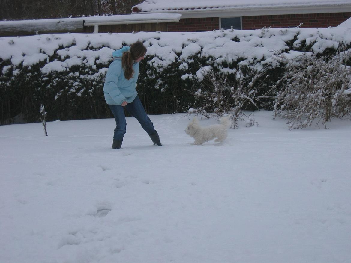 Bichon à poil frisé Max (Skovfryd Snow Max) billede 21