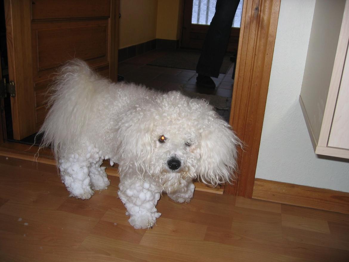 Bichon à poil frisé Max (Skovfryd Snow Max) billede 22