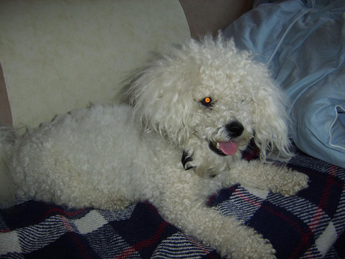 Bichon à poil frisé Max (Skovfryd Snow Max) billede 23