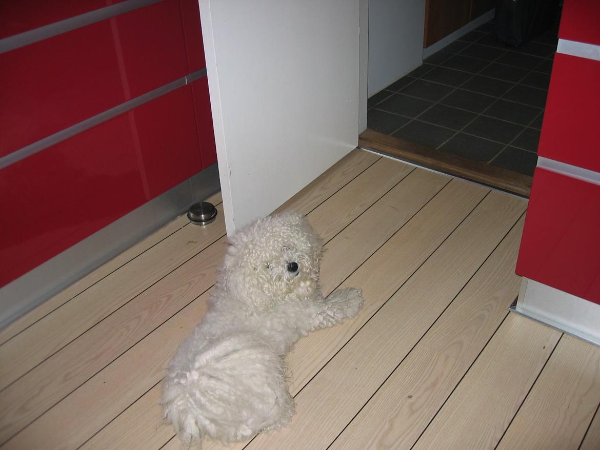 Bichon à poil frisé Max (Skovfryd Snow Max) billede 24