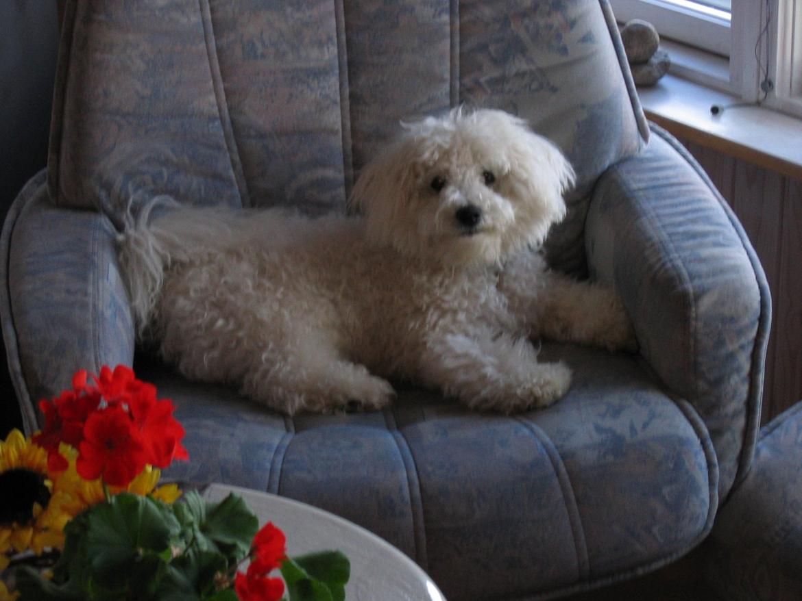 Bichon à poil frisé Max (Skovfryd Snow Max) billede 25