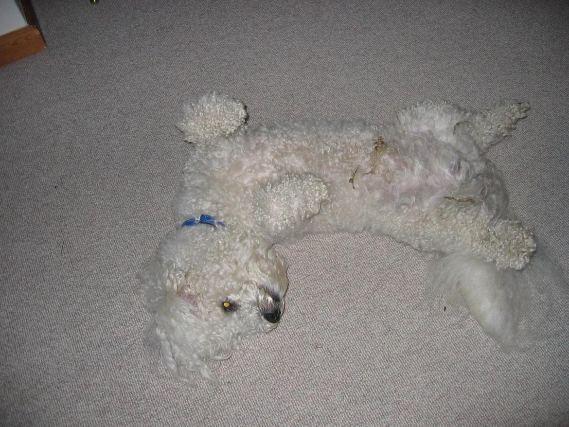 Bichon à poil frisé Max (Skovfryd Snow Max) billede 26