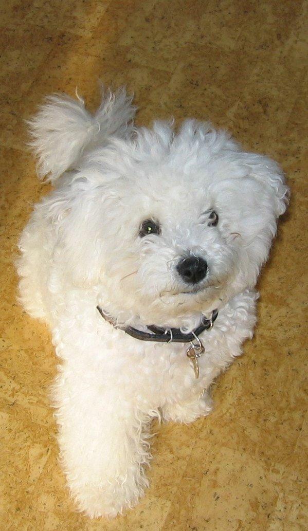 Bichon à poil frisé Max (Skovfryd Snow Max) billede 4