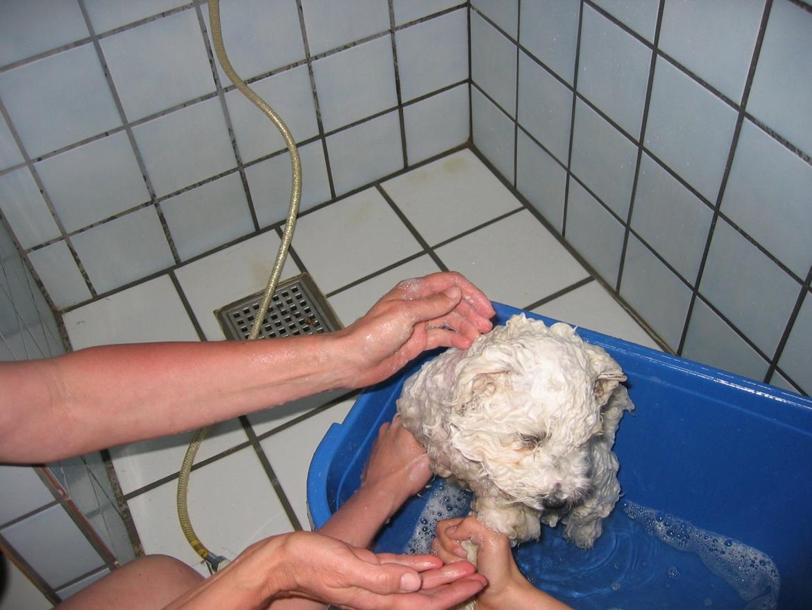 Bichon à poil frisé Max (Skovfryd Snow Max) billede 27