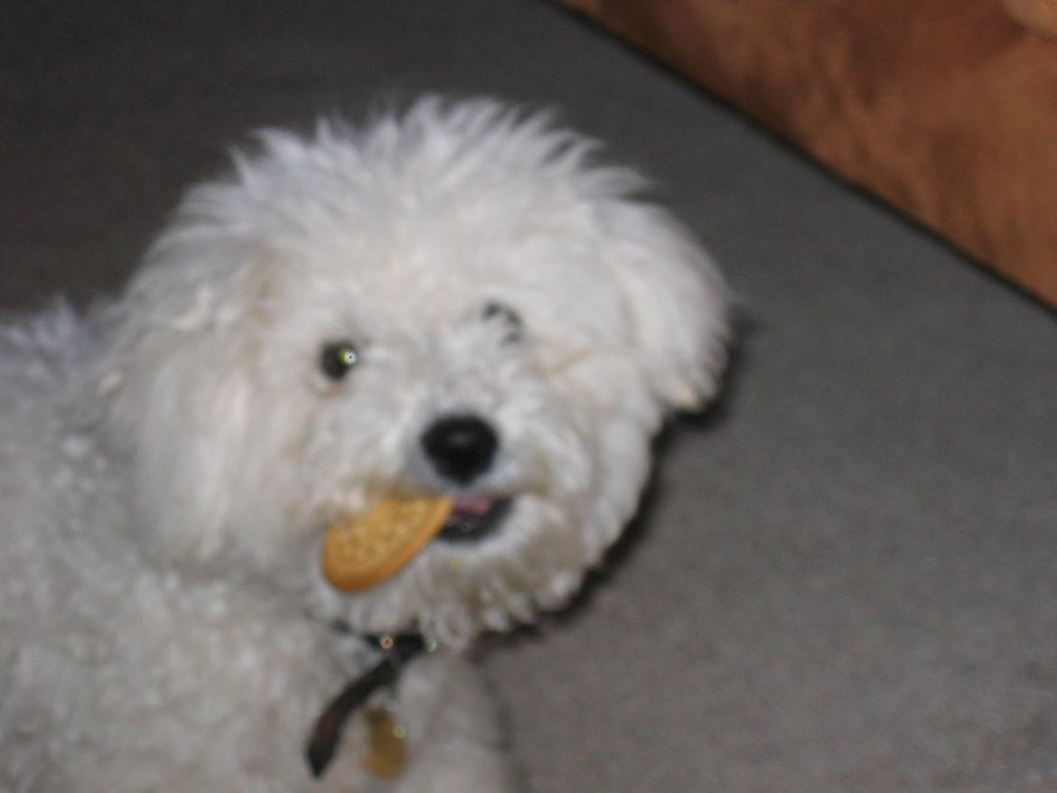 Bichon à poil frisé Max (Skovfryd Snow Max) billede 28