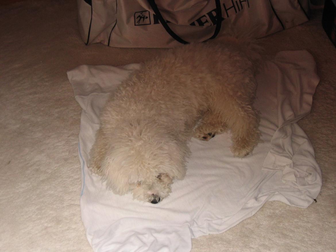 Bichon à poil frisé Max (Skovfryd Snow Max) billede 29