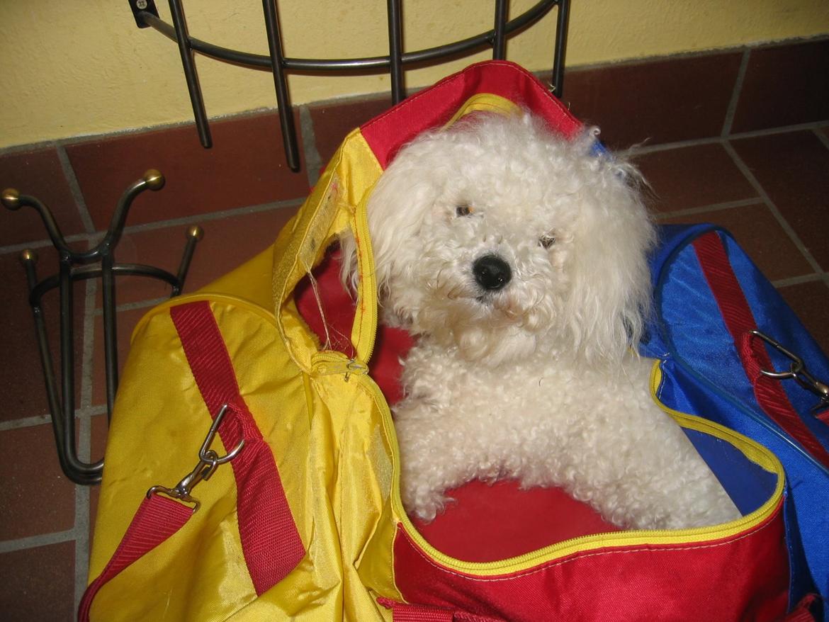 Bichon à poil frisé Max (Skovfryd Snow Max) - Max hjælper min mor med at vaske min storbrors tøj billede 30