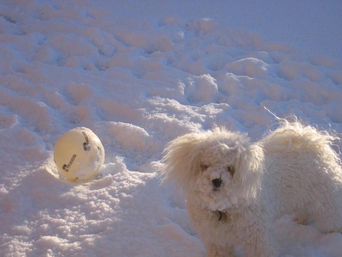 Bichon à poil frisé Max (Skovfryd Snow Max) billede 17