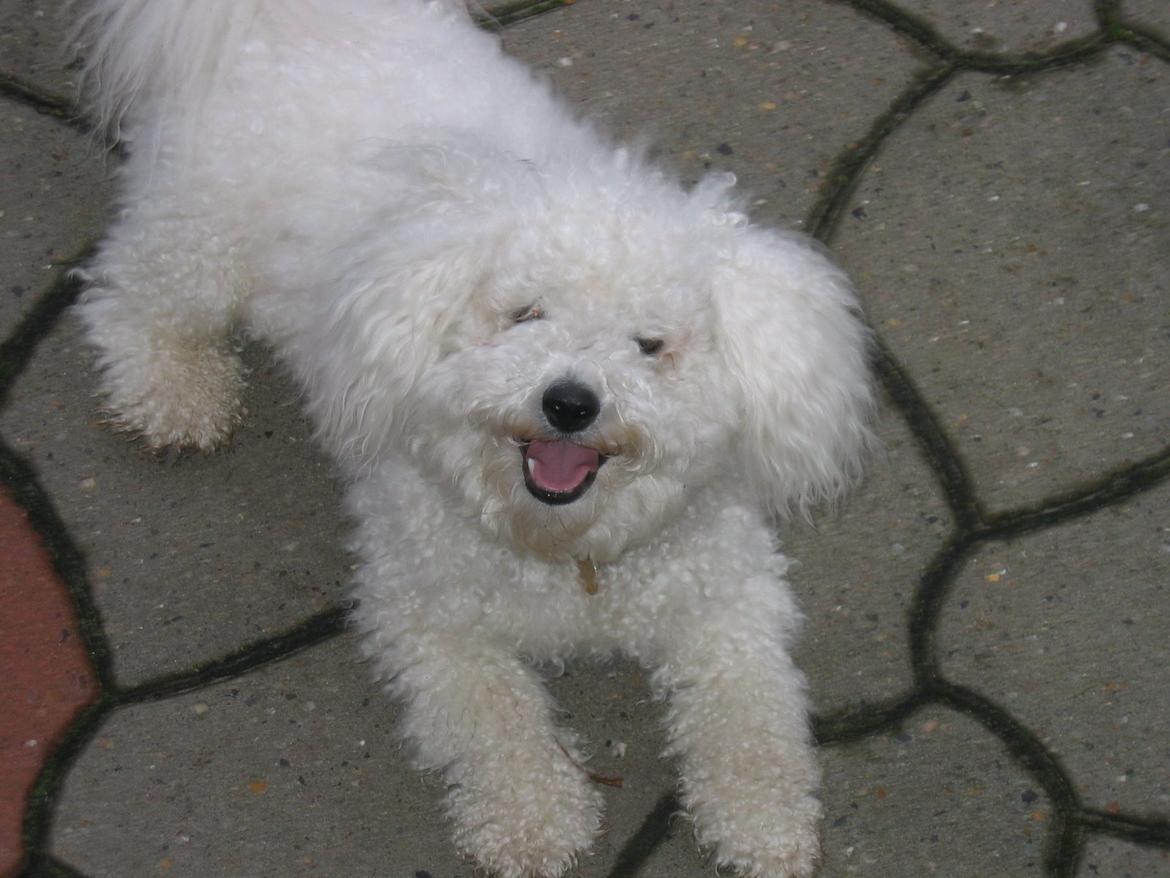 Bichon à poil frisé Max (Skovfryd Snow Max) - Max hjemme i haven billede 8