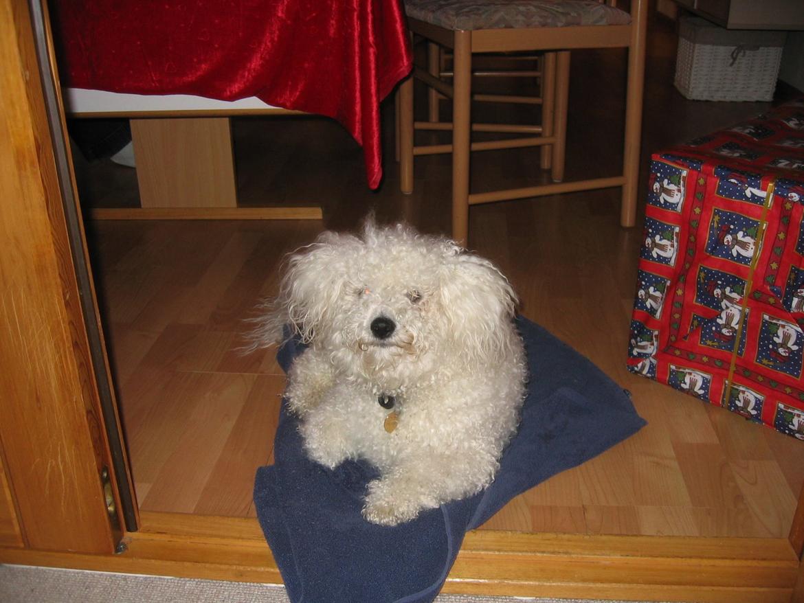 Bichon à poil frisé Max (Skovfryd Snow Max) billede 31