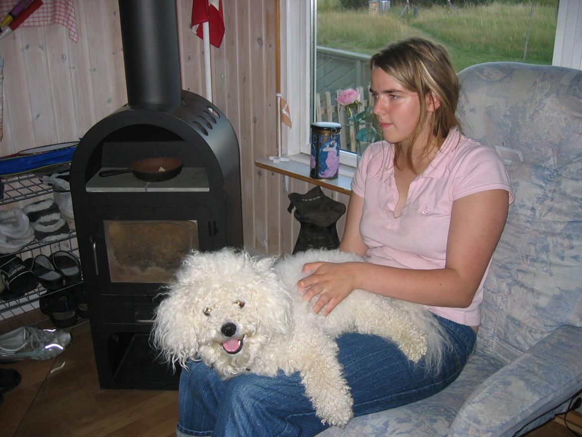 Bichon à poil frisé Max (Skovfryd Snow Max) billede 32