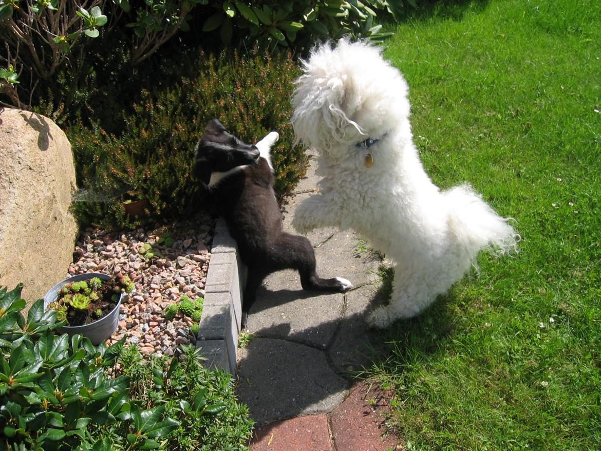 Bichon à poil frisé Max (Skovfryd Snow Max) billede 33