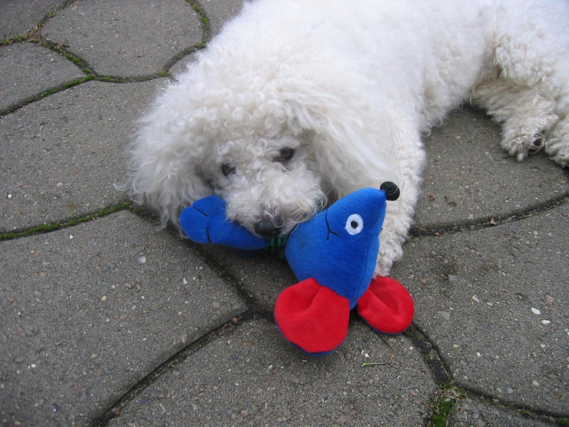 Bichon à poil frisé Max (Skovfryd Snow Max) billede 34